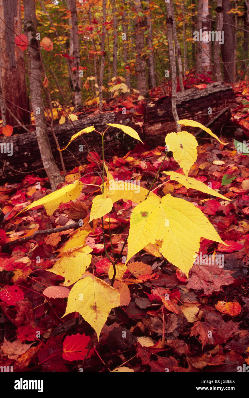 Striped maple on Cod Pond Trail, Wilcox Lake Wild Forest, Adirondack