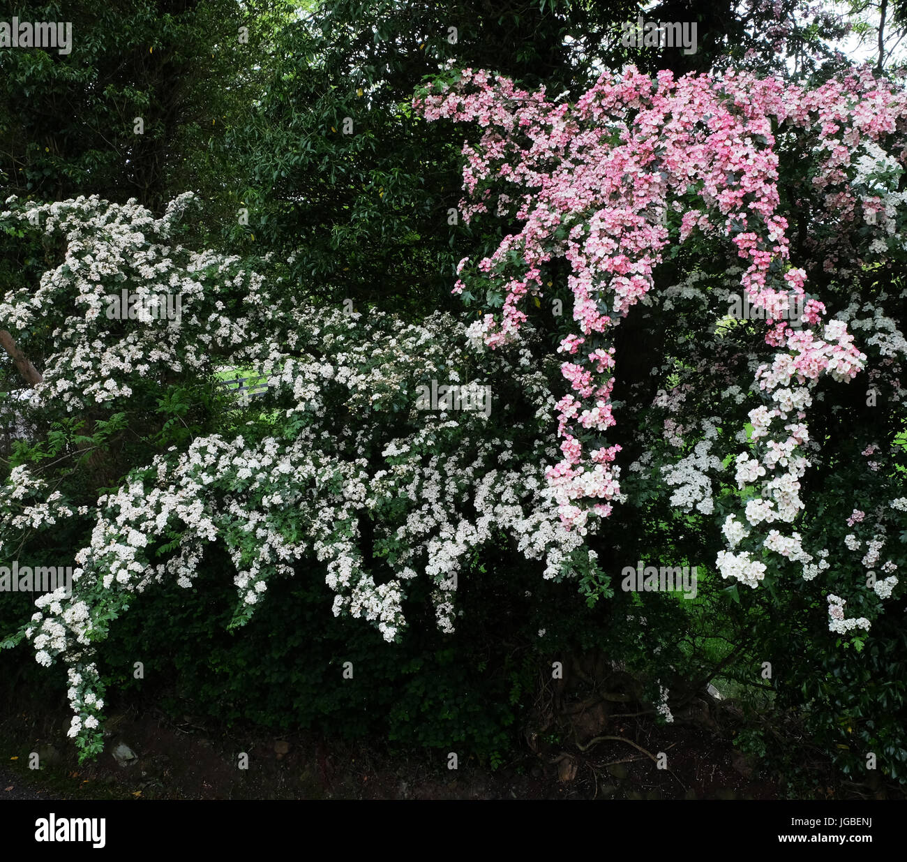 A Closeup Of White Hawthorn Blossom Stock Photo 246736281 Alamy