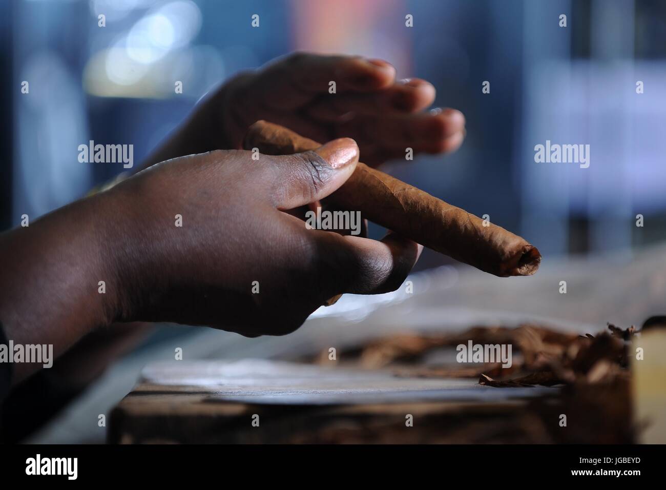 A black woman rolling cuban style cigars in a traditional, old fashioned cigar shop. Stock Photo