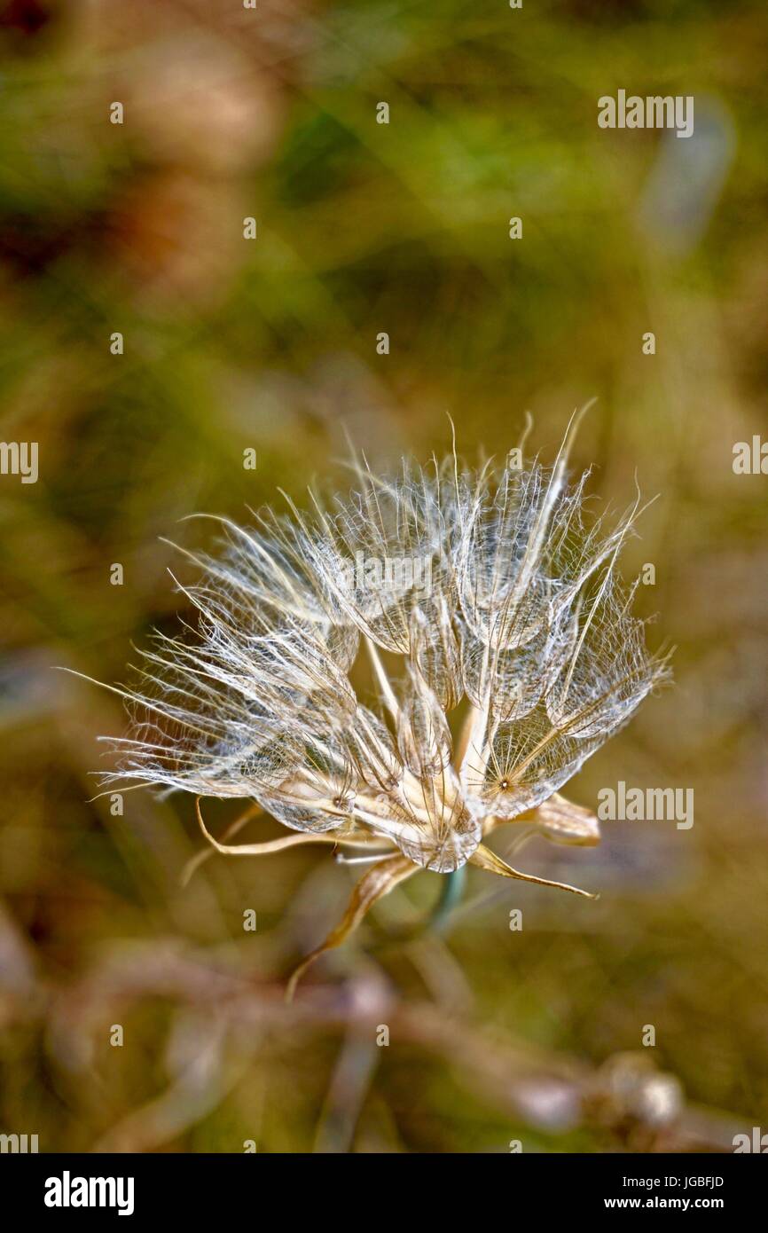 Close up of dandelion gone to seed Stock Photo