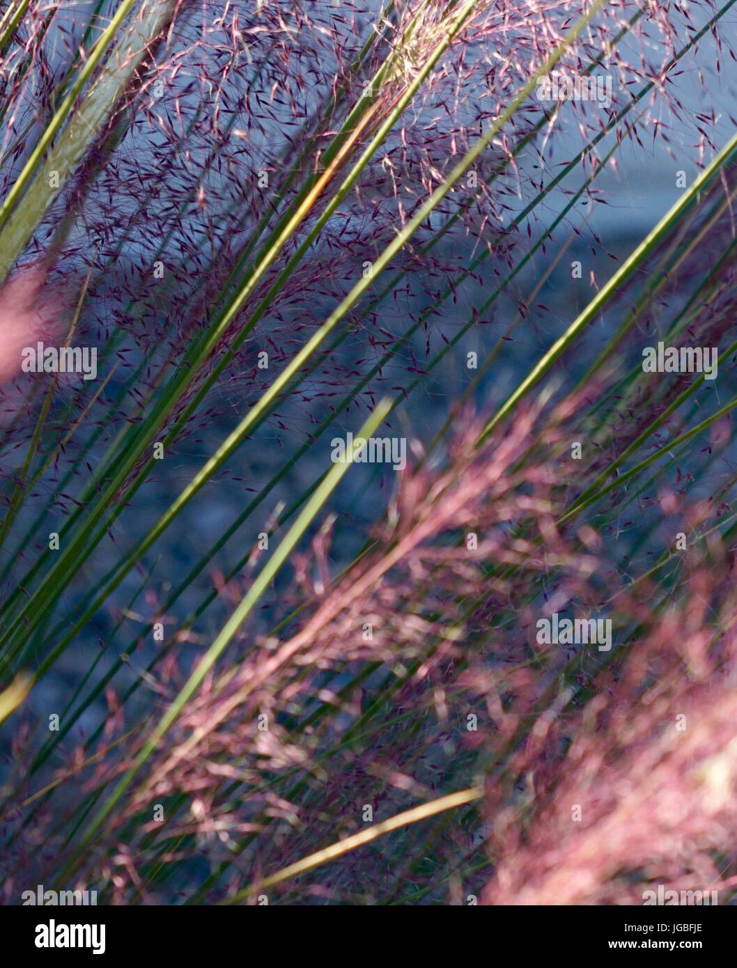 Feathery plant hires stock photography and images Alamy