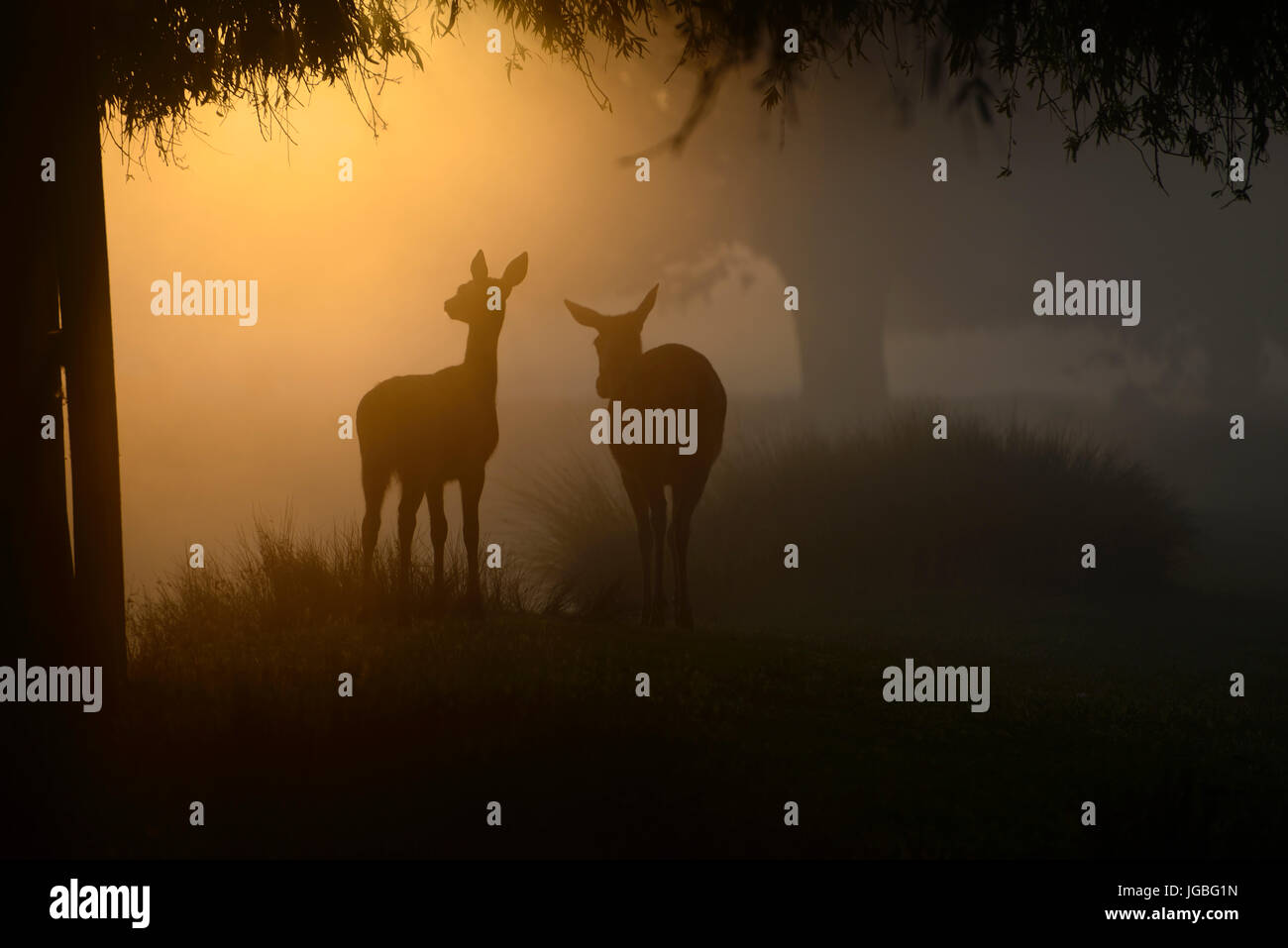Red deer at sunrise, Bushy Park, London, UK Stock Photo