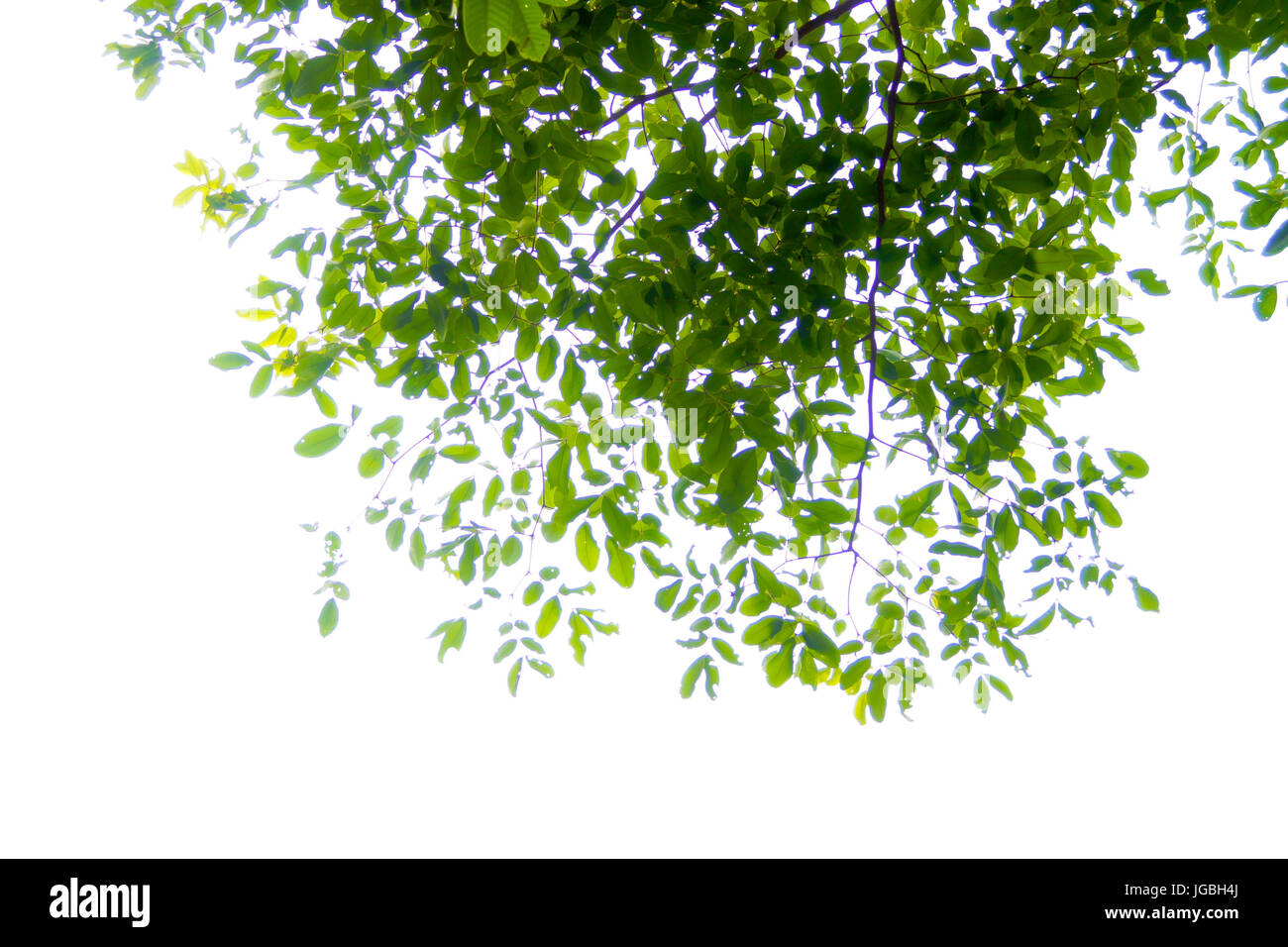 Branches and leaves on a white background. Stock Photo