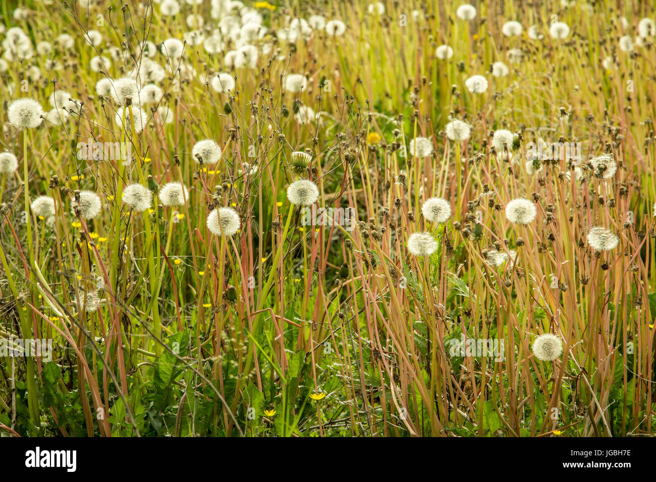 Dandelions seeding Stock Photo