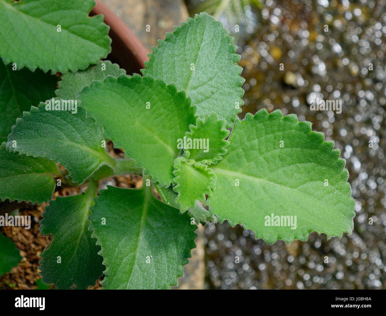 Coleus amboinicus plants at the garden in mountain village. Close up. Stock Photo