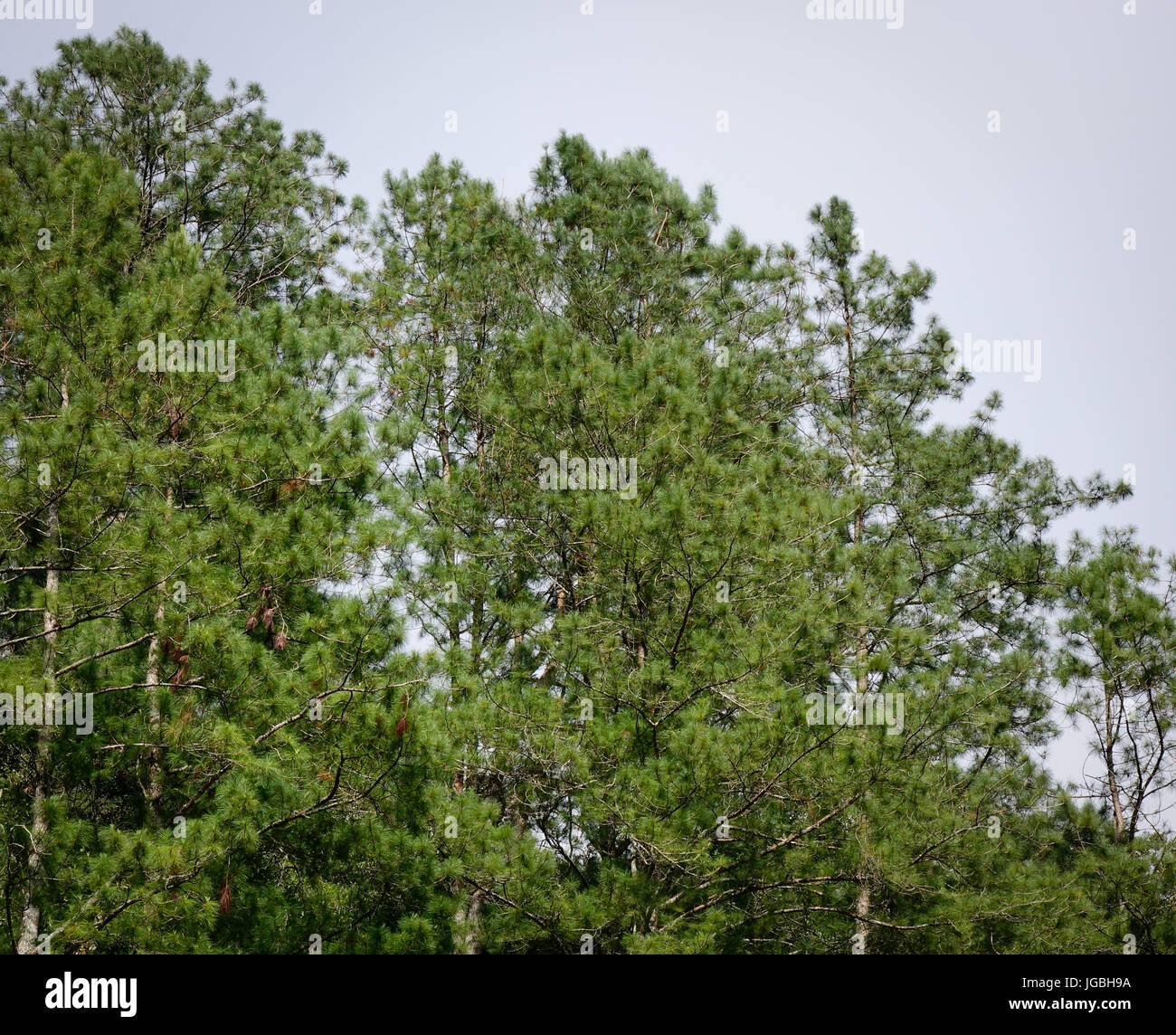 Pine trees at the forest in Banaue, Ifugao, Philippines Stock Photo Alamy