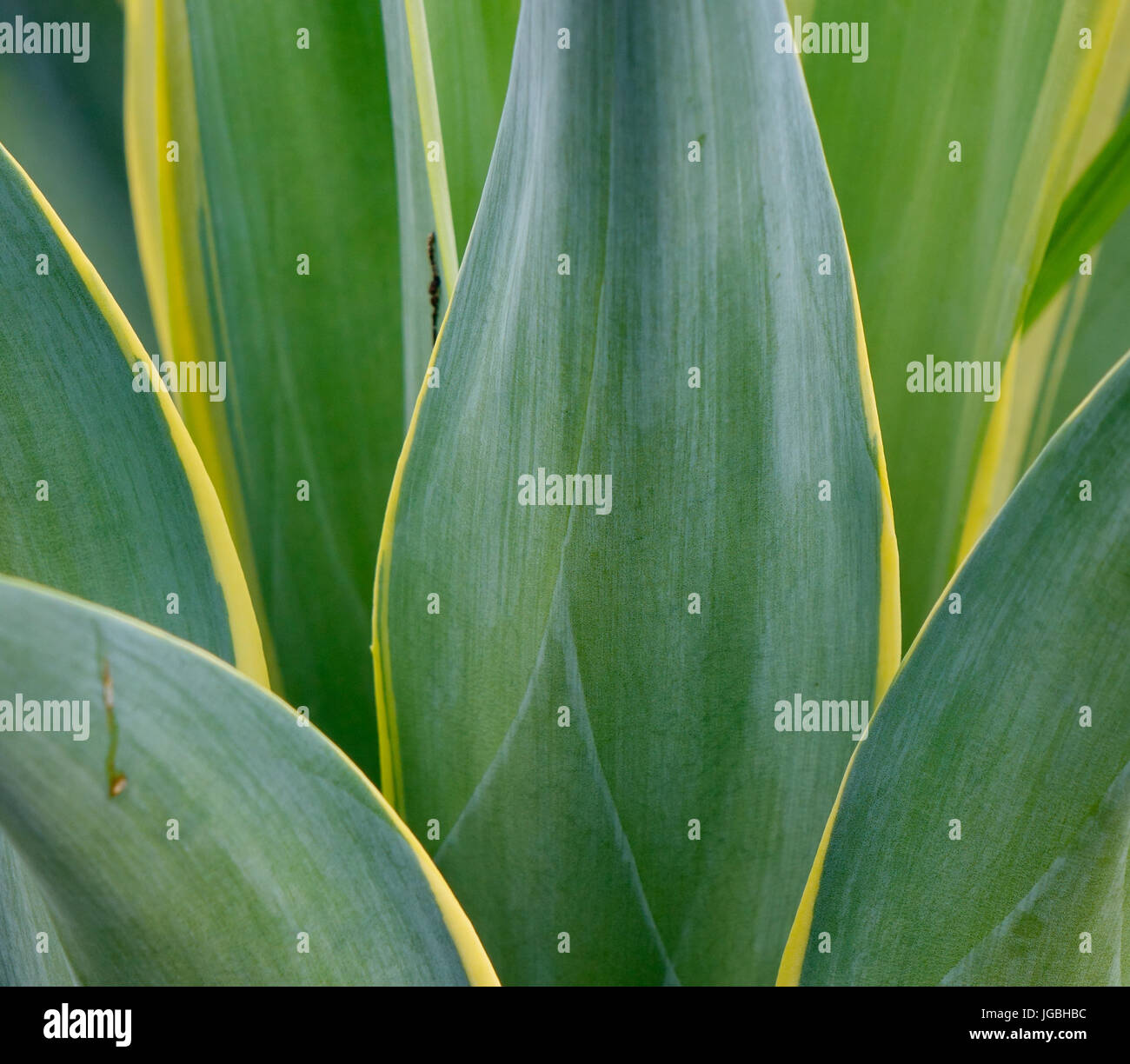 Green leaves at the garden in spring time. Close up Stock Photo - Alamy