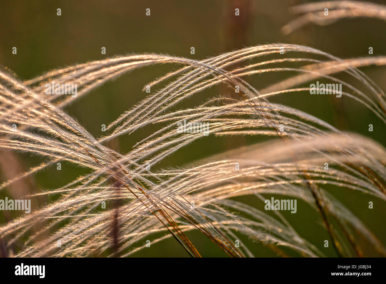 Close up of the stipa plant in the wonderful sunset light Stock Photo