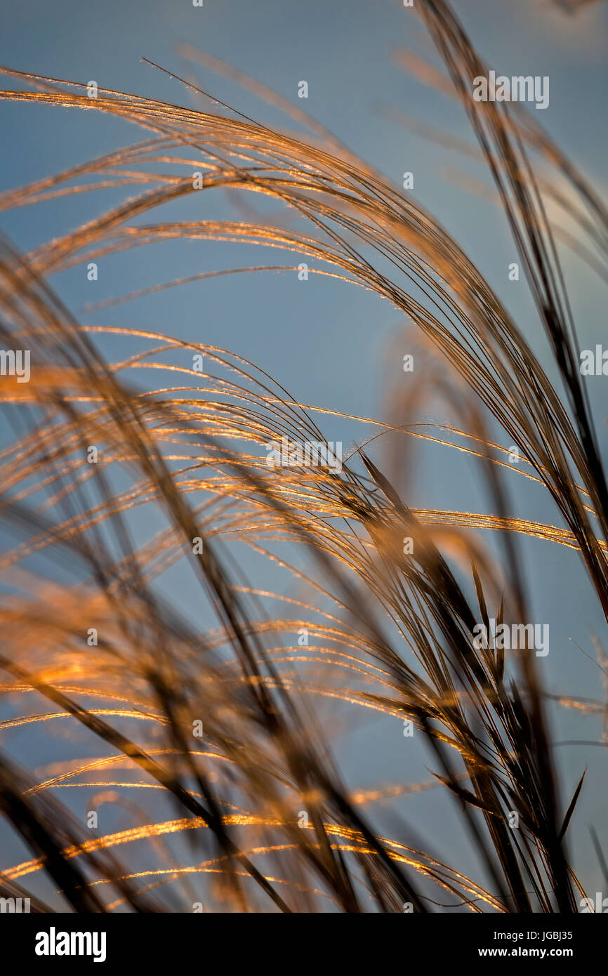Close up of the stipa plant in the wonderful sunset light Stock Photo
