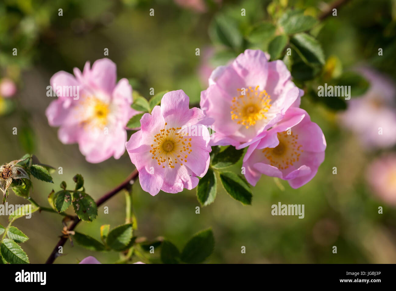 Beautiful blooming wild rose bush (dog rose, Rosa canina) Stock Photo