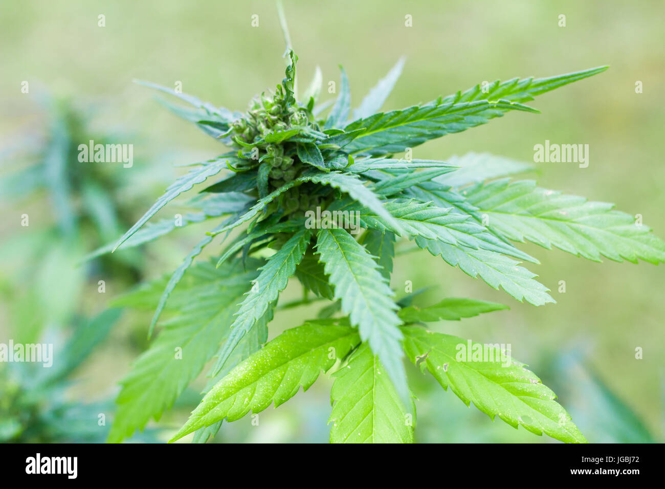 marijuana plant leaves Stock Photo