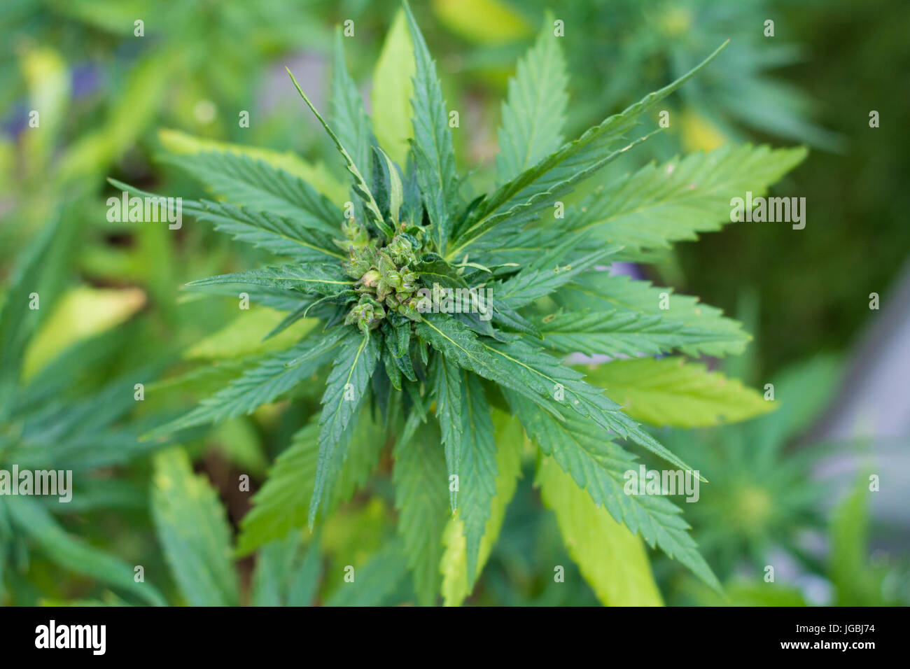 cannabis plant leaves Stock Photo