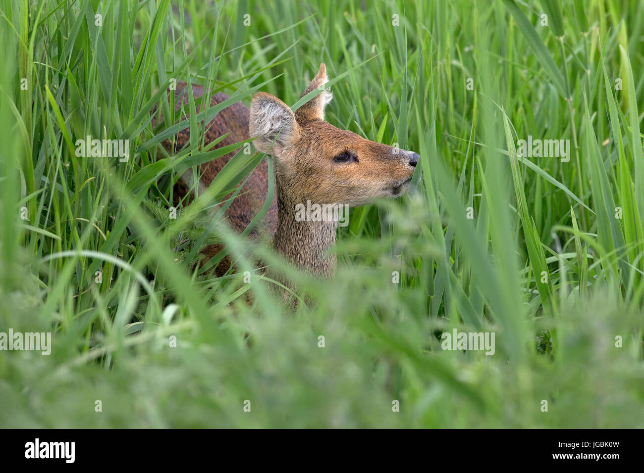 Chinese Water Deer (Hydropotes inermis) Stock Photo