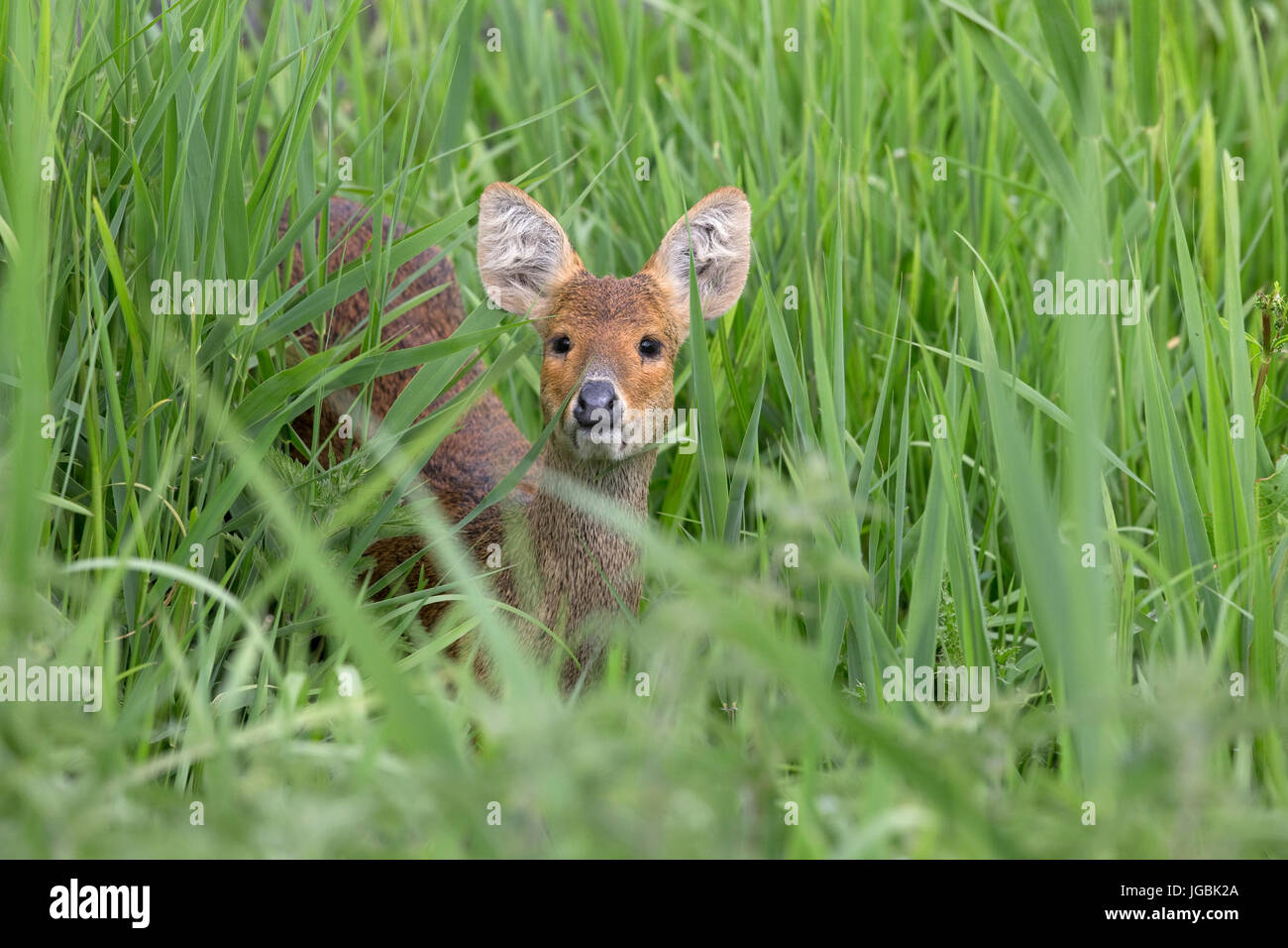 Chinese Water Deer (Hydropotes inermis) Stock Photo