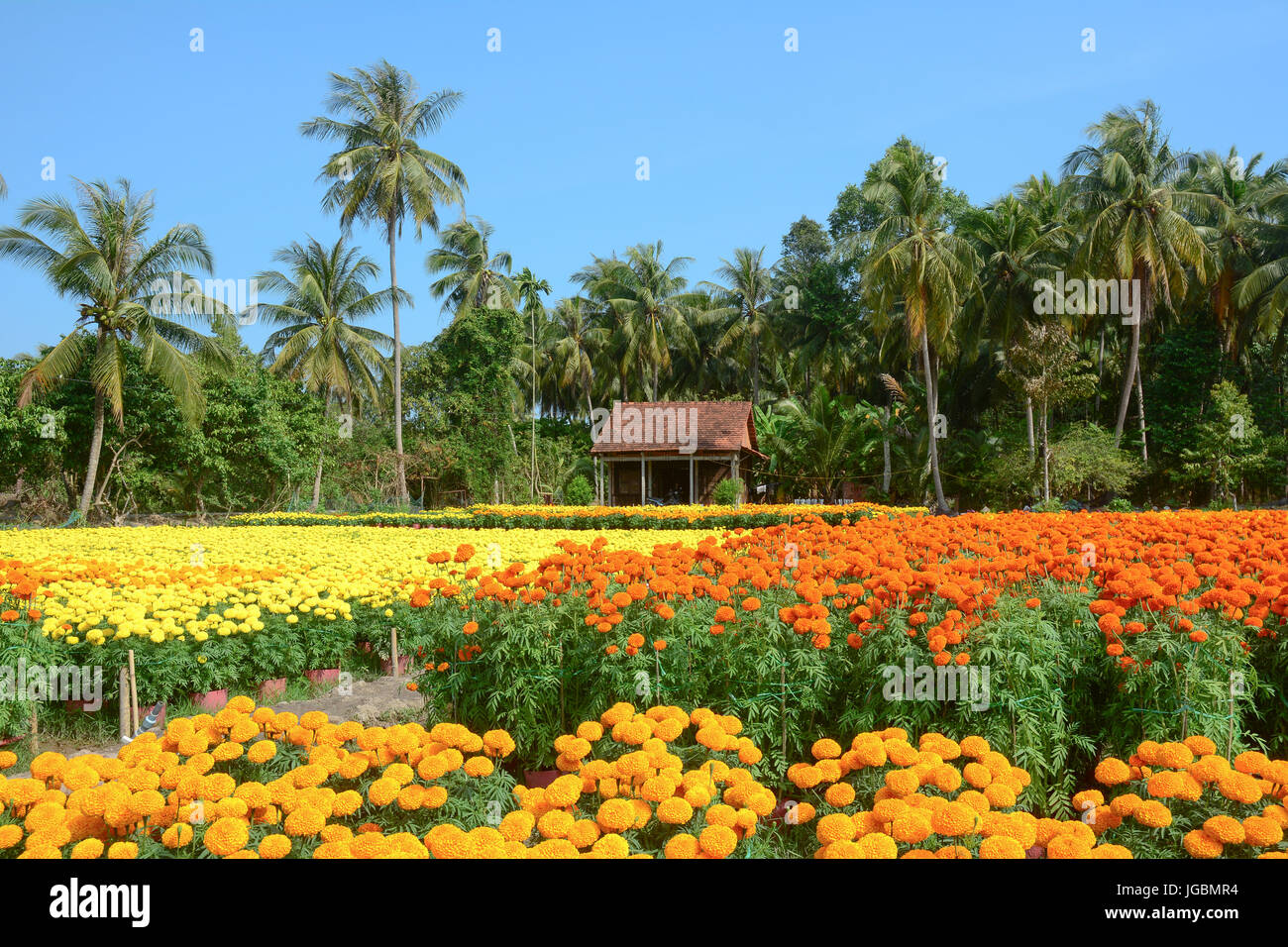 Tagetes flower plantation with the traditional wooden house in Mekong Delta, Vietnam. Stock Photo