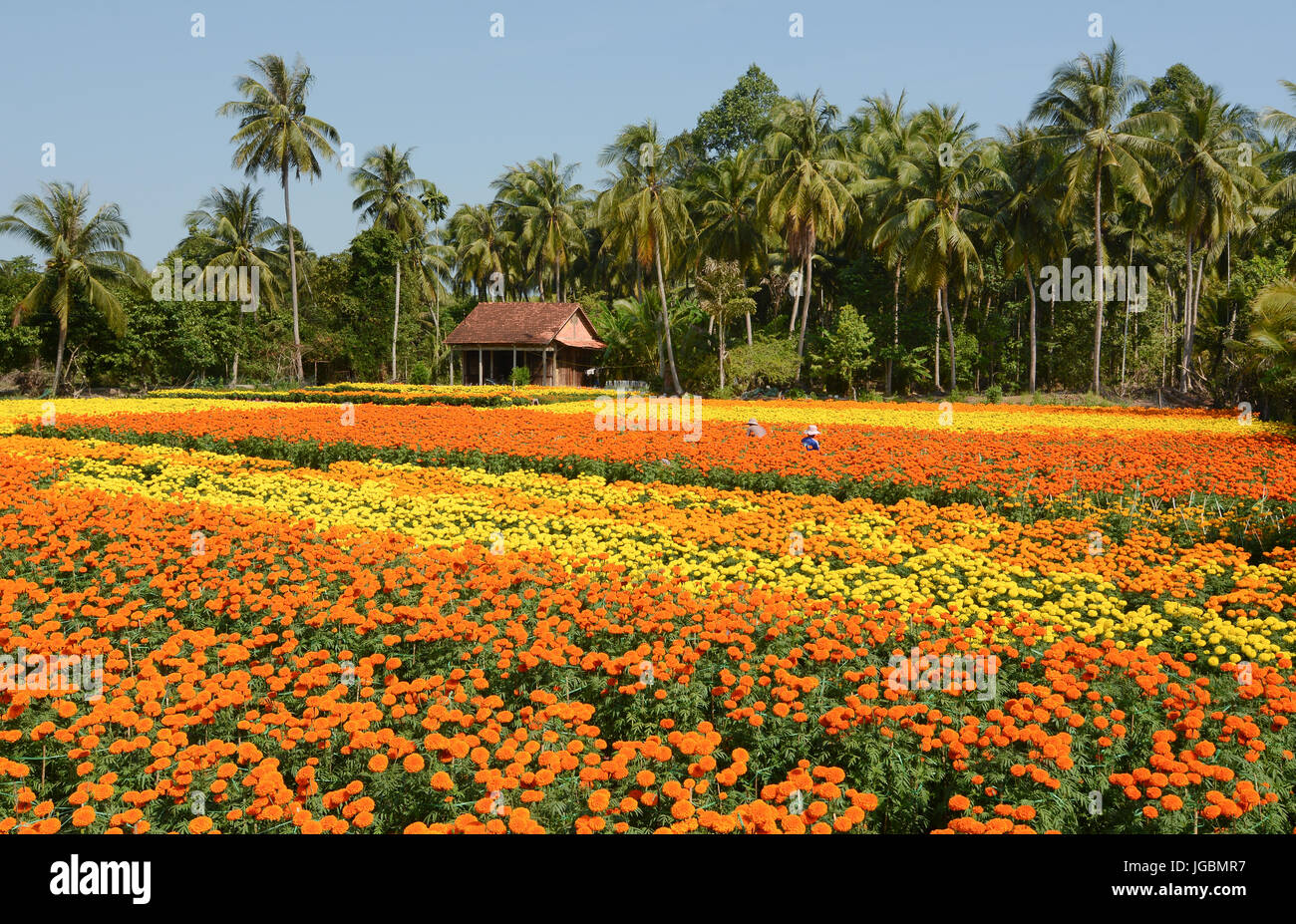Tagetes flower plantation with the traditional wooden house at sunny day in Mekong Delta, Vietnam. Stock Photo