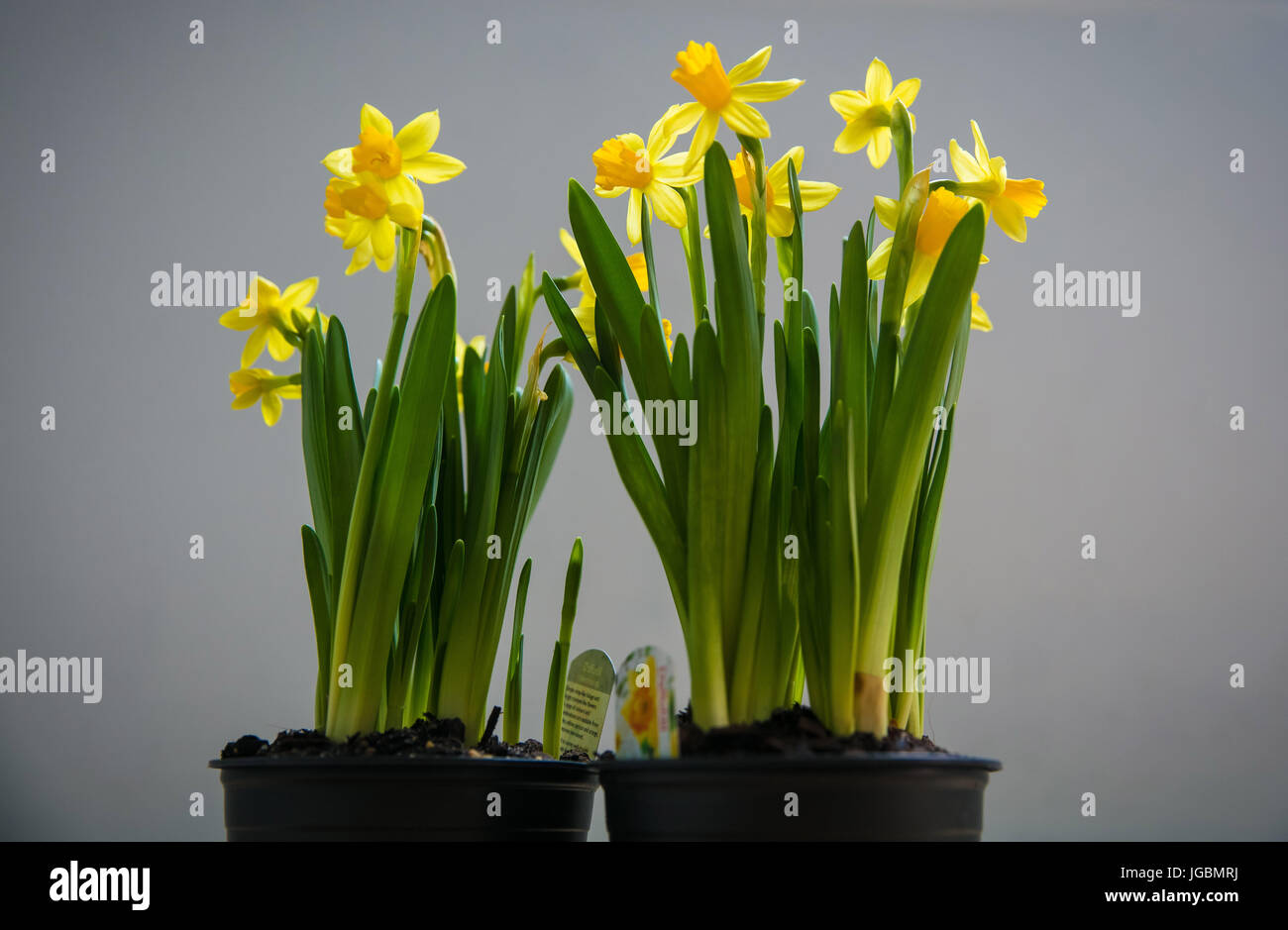 Two pots of daffodils on a simple background Stock Photo