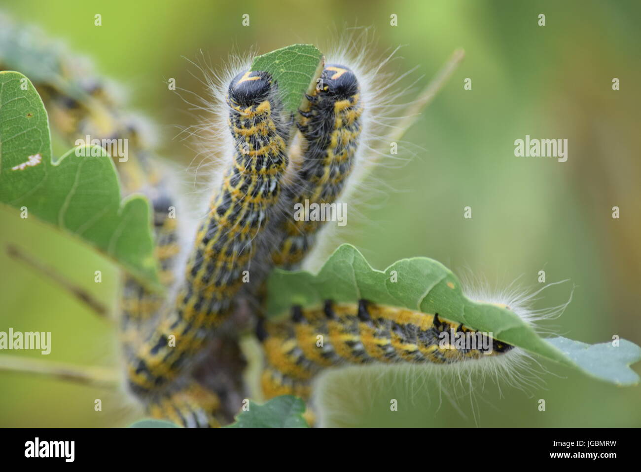 Caterpillars eating oak leaves Stock Photo Alamy