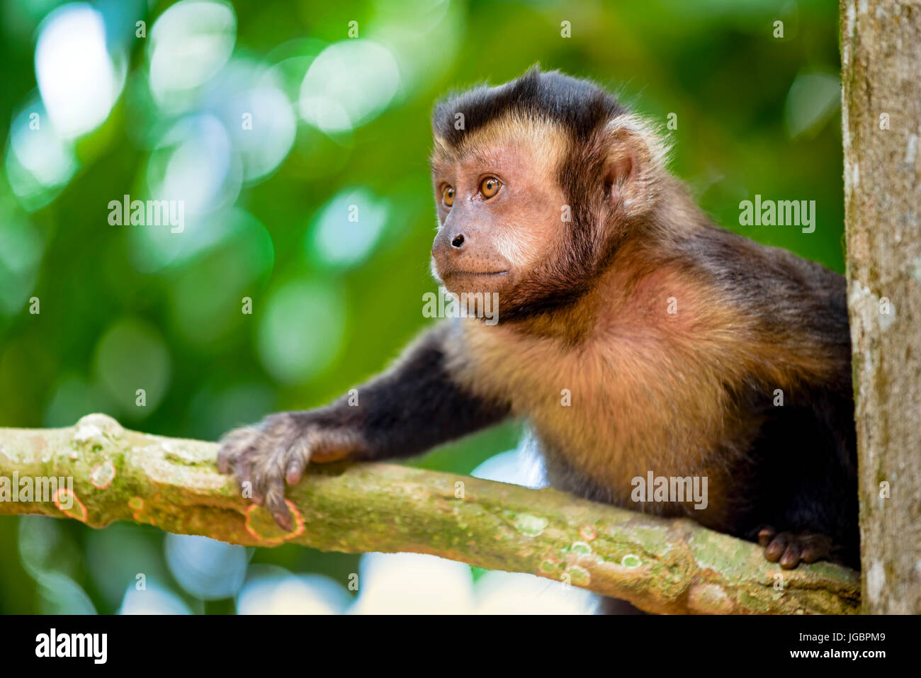 Black Capouchin monkey climbing on a tree in the rainforest of Rio de Janeiro Stock Photo