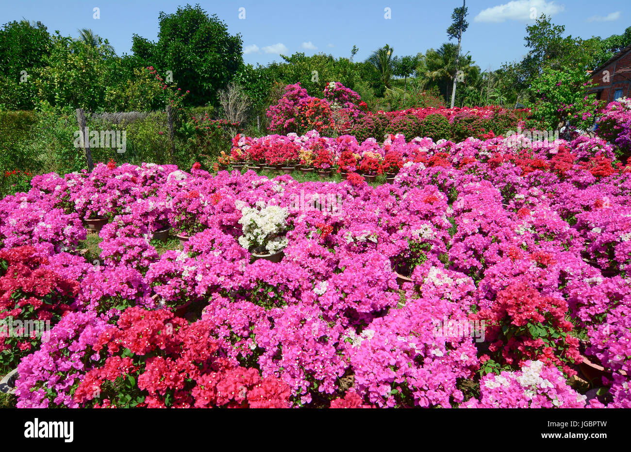 Bougainvillea flower plantation in Mekong Delta, Vietnam. Stock Photo