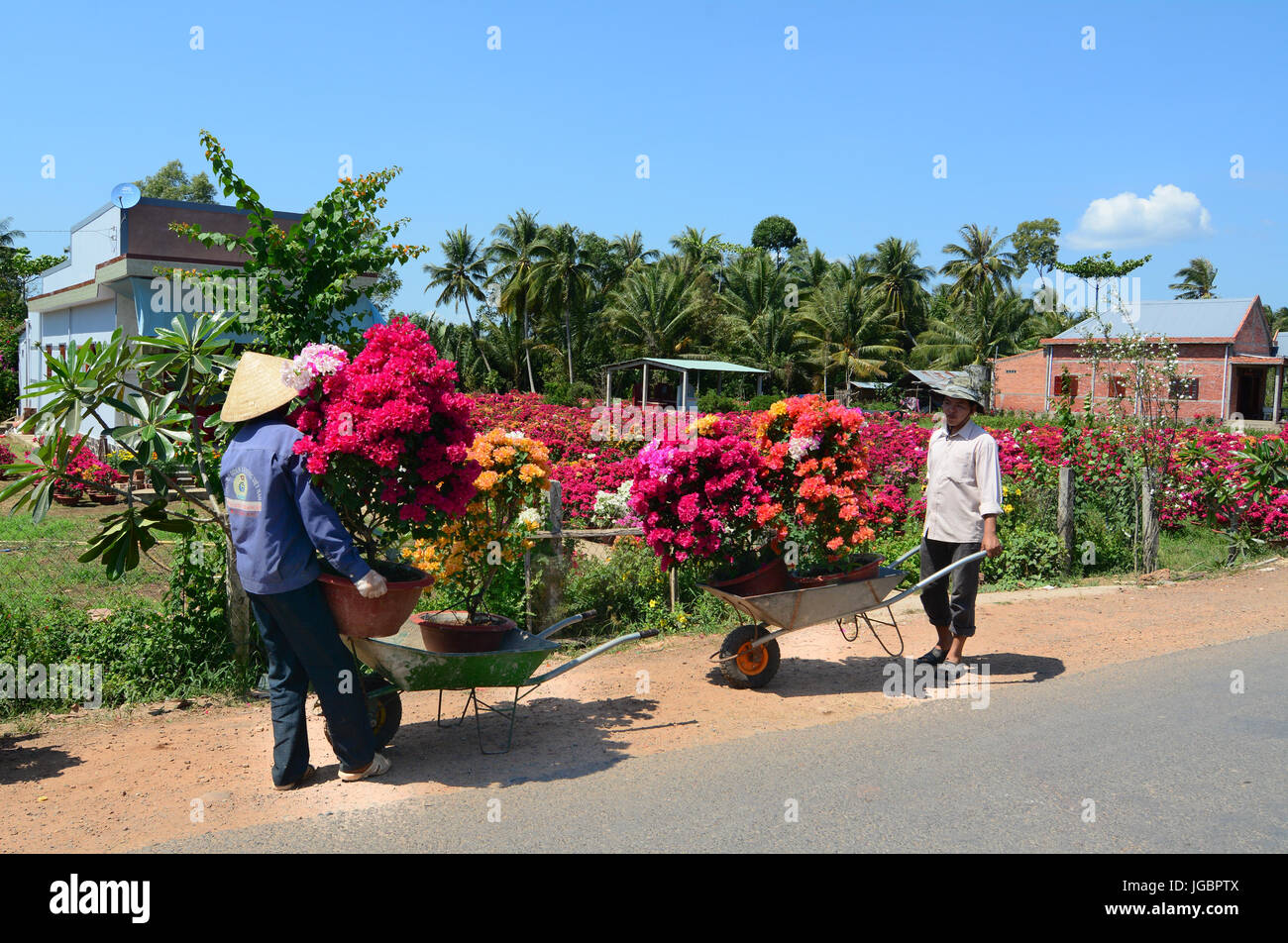 Ben Tre, Vietnam - Jan 31, 2015. People carrying Bougainvillea flower to the market in Mekong Delta, Vietnam. Stock Photo