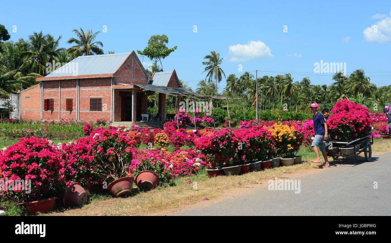 Ben Tre, Vietnam - Jan 31, 2015. Bougainvillea flower plantation with the brick house in Mekong Delta, Vietnam. Stock Photo