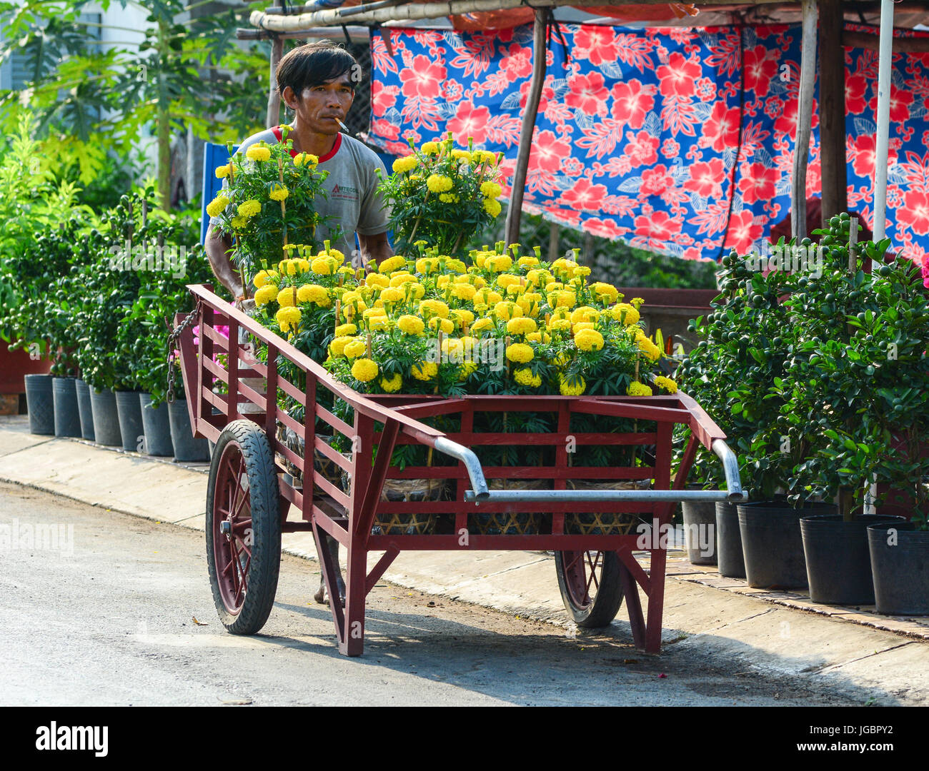 Ben Tre, Vietnam - Feb 1, 2015. A Vietnamese man  carrying flowers at the garden in Mekong Delta, Vietnam. Stock Photo