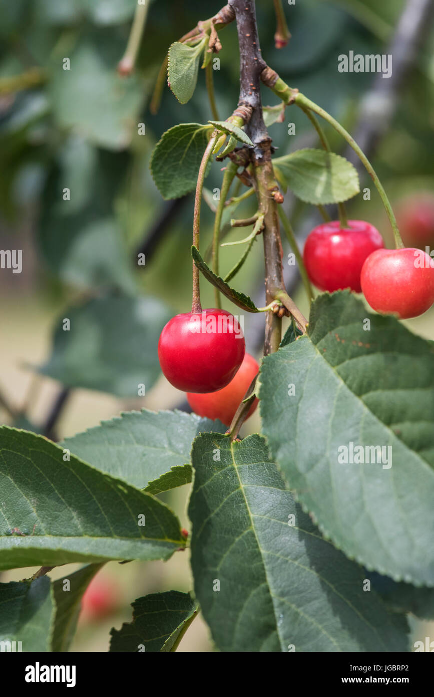 Prunus cerasus. Sour cherry 'Morello' fruit on a tree. UK Stock Photo