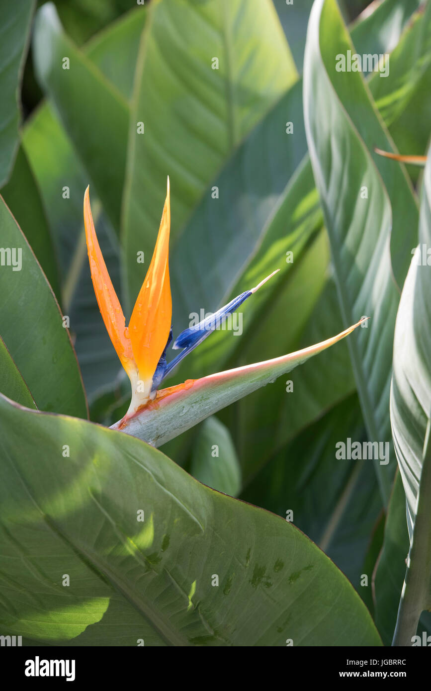 Blue Bird Of Paradise Stock Photos & Blue Bird Of Paradise Stock Images