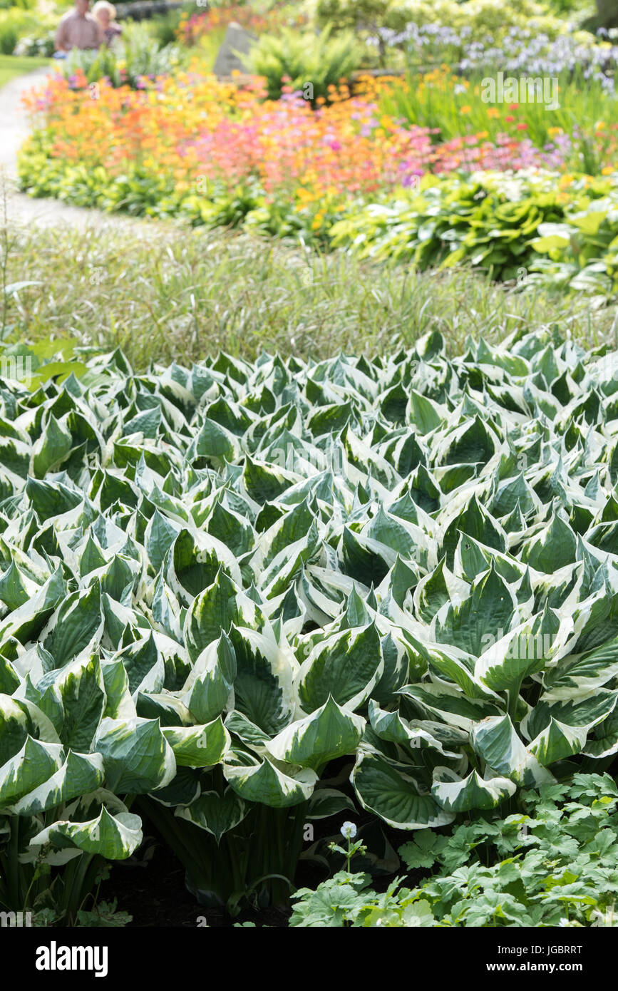 Variegated hosta plant leaves at RHS Harlow Carr gardens, Harrogate, England Stock Photo