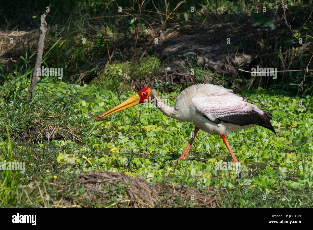 Zambia, South Luangwa National Park. Yellow-billed stork (WILD: Mycteria ibis), aka wood stork or wood ibis, large African wading stork species in the Stock Photo