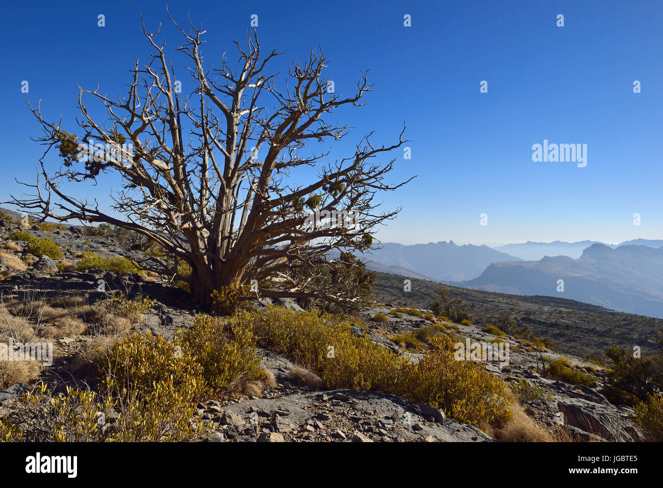 Ancient juniper tree on Jabal Shams plateau, Al Hajar al Gharbi mountains, Dakhiliyah, Oman Stock Photo