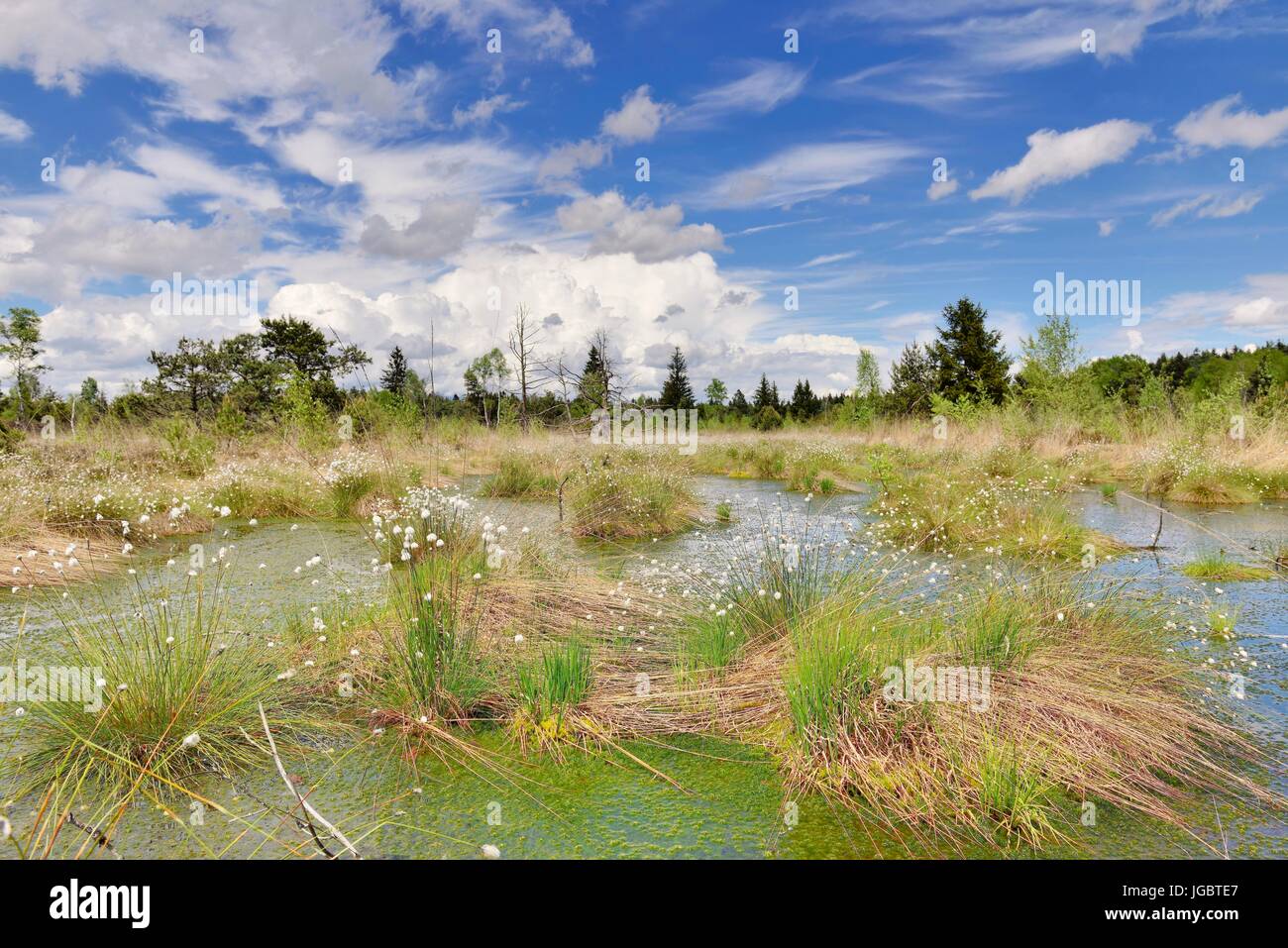 Hare's-tail cottongrass (Eriophorum vaginatum) in wet moorland with peat moss (Sphagnum sp.), Nicklheim, Bavaria, Germany Stock Photo