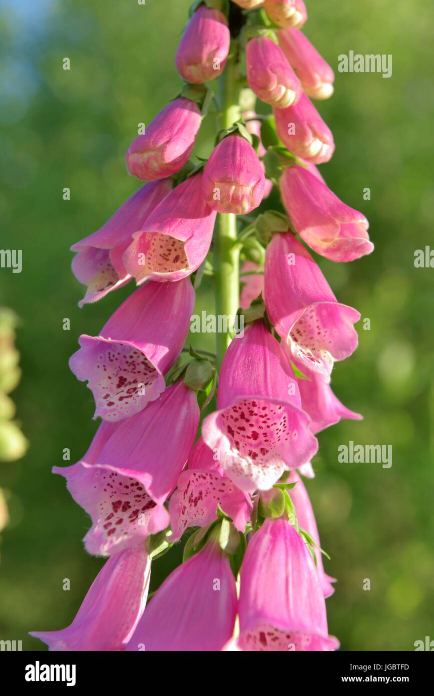 Purple foxglove (Digitalis purpurea L.), pink flowers, plant with cardiac medicinal properties, Prealps, Bavaria, Germany Stock Photo