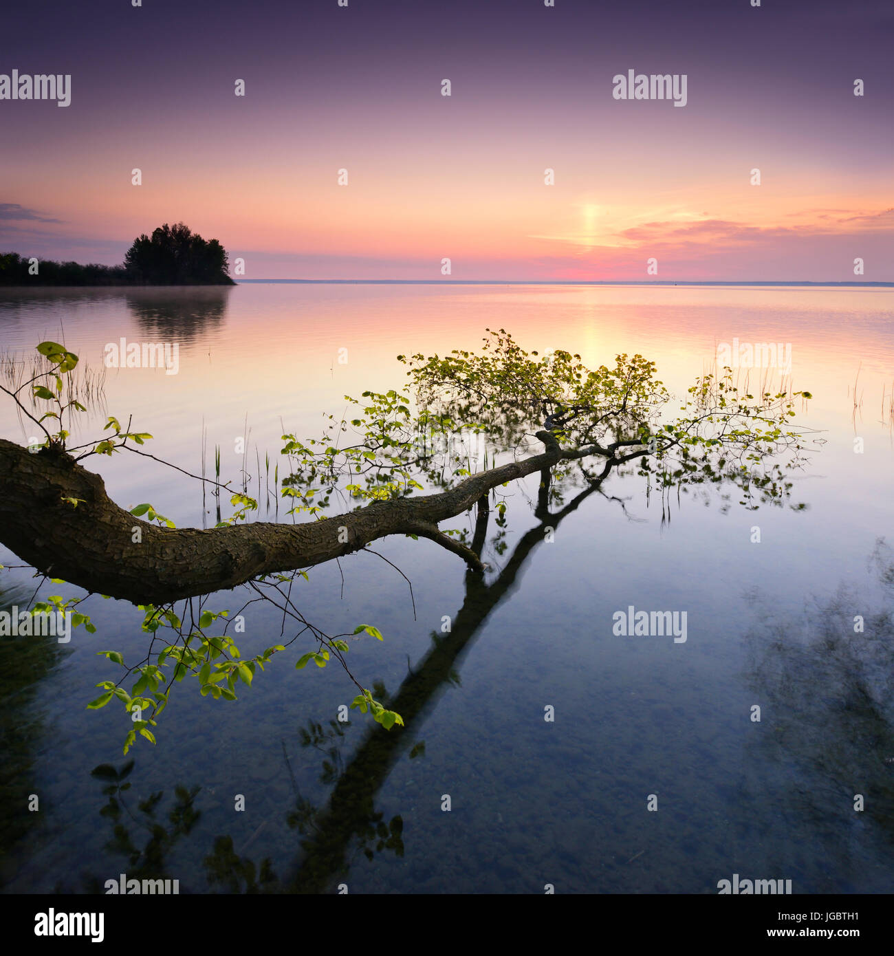 Sunrise at the Müritz, tree trunk lying in the water, near Röbel, Mecklenburg-Western Pomerania, Germany Stock Photo