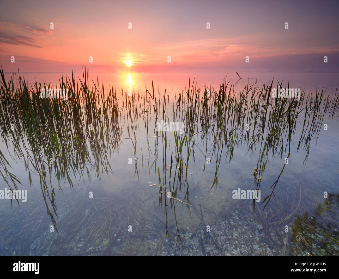 Sunrise at the Müritz, reed, near Röbel, Mecklenburg-Western Pomerania, Germany Stock Photo