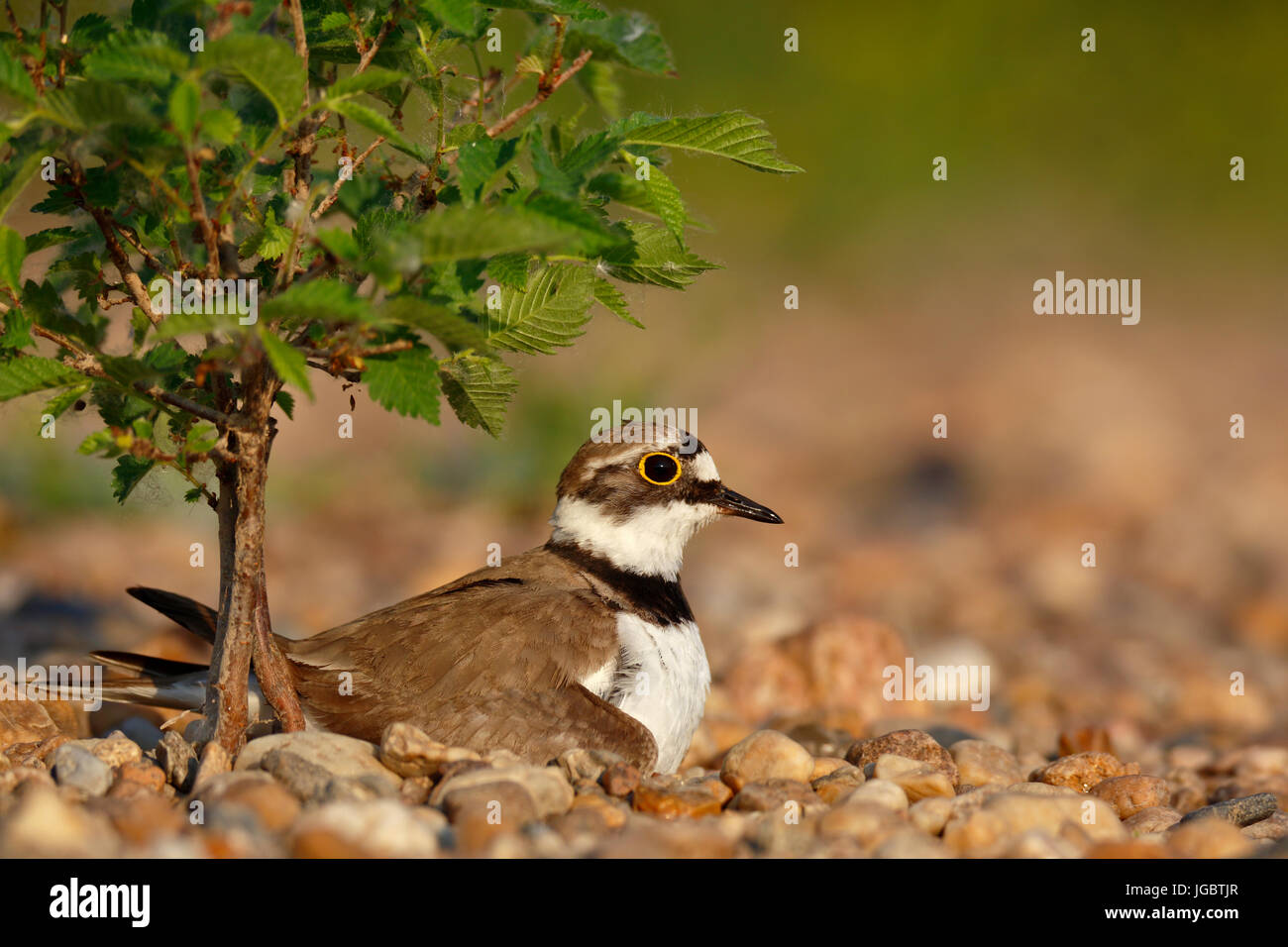 Little ringed plover (Charadrius dubius) sitting on nest, brooding, biosphere reserve Mittlere Elbe, Saxony-Anhalt, Germany Stock Photo