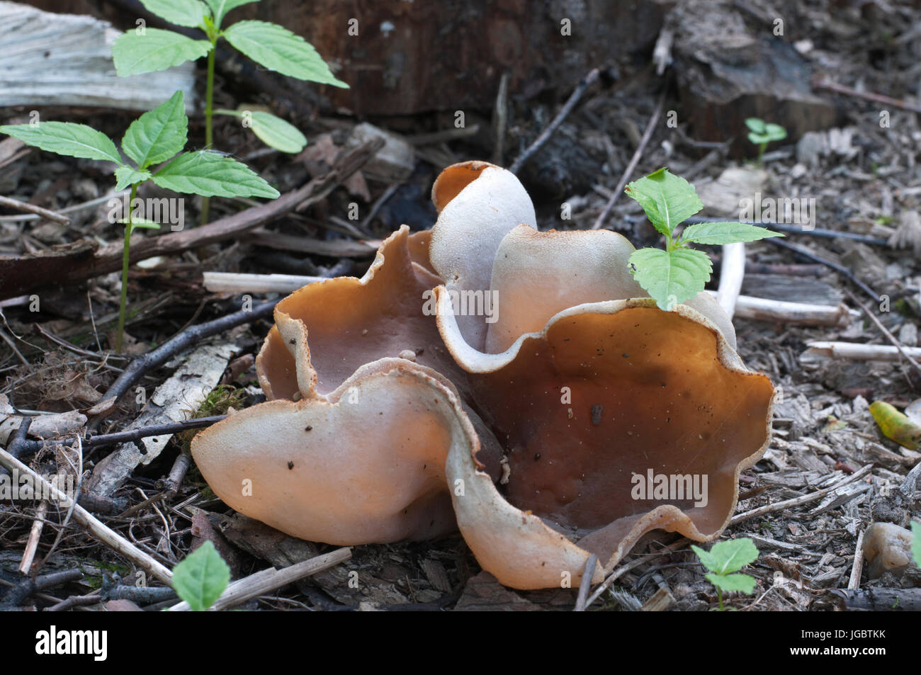 Peziza repanda ascomycete fungus, close up shot, local focus Stock Photo