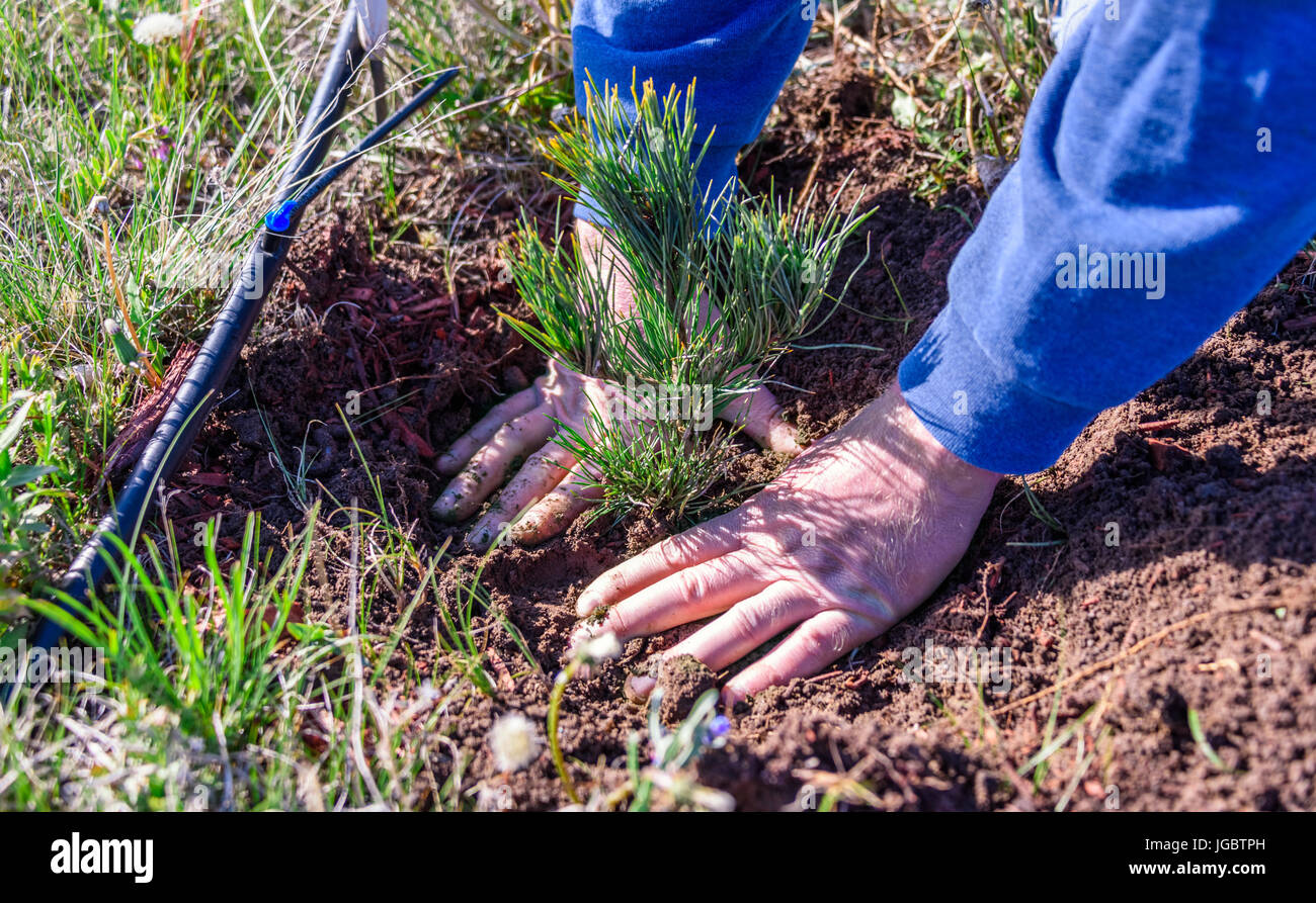 Closeup of hands of a man who is planting a limber pine evergreen