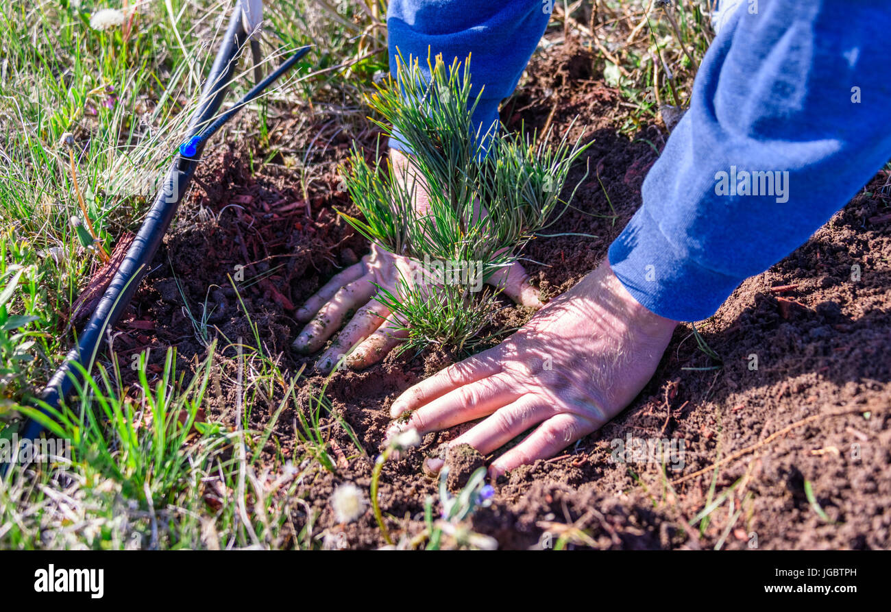 Closeup of  hands of a man who is planting a limber pine evergreen seedling tree next to a drip irrigation line. Nature, environment, ecology concept. Stock Photo
