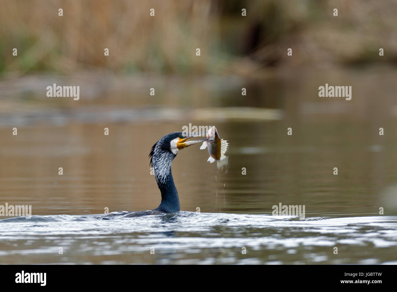 Great cormorant (Phalacrocorax carbo), in the water with fish in beak, prey, nature river area Peenetal Stock Photo