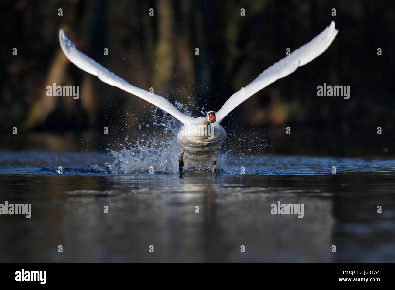 Mute swan (Cygnus olor), taking off from the water, head on, nature river area Peenetal, Mecklenburg-Western Pomerania, Germany Stock Photo