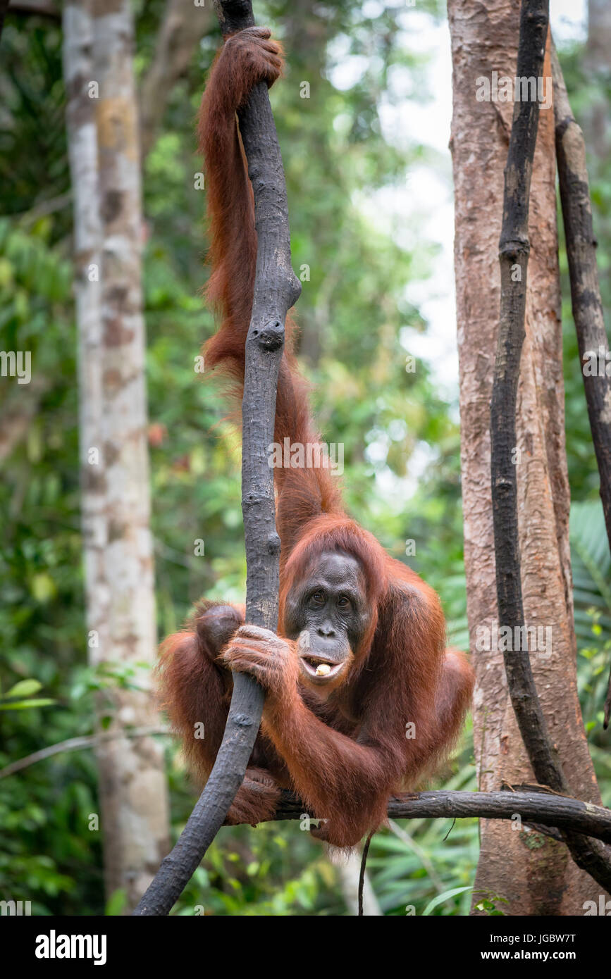 Borneo Orangutan (Pongo pygmaeus), female with baby, Camp Leaky, Tanjung Puting NP, Kalimantan, Borneo, Indonesia Stock Photo