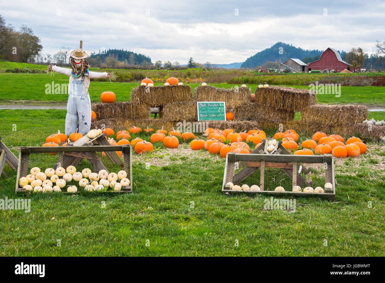 Pumpkins for Sale Displayed at Farm Roadside Stand in Halloween Display with Scarecrow and Bales of Hay Stock Photo