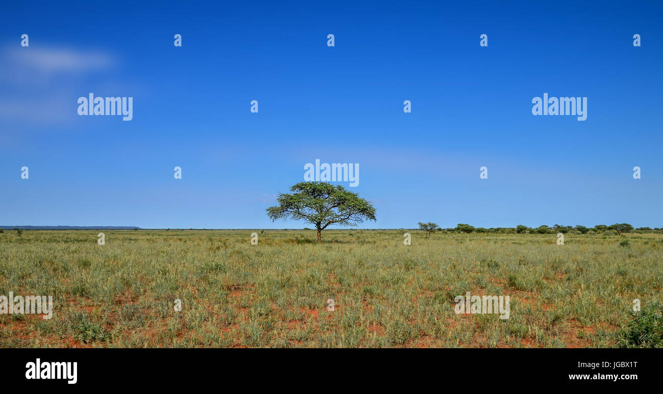 Camel Thorn tree in African savanna Stock Photo