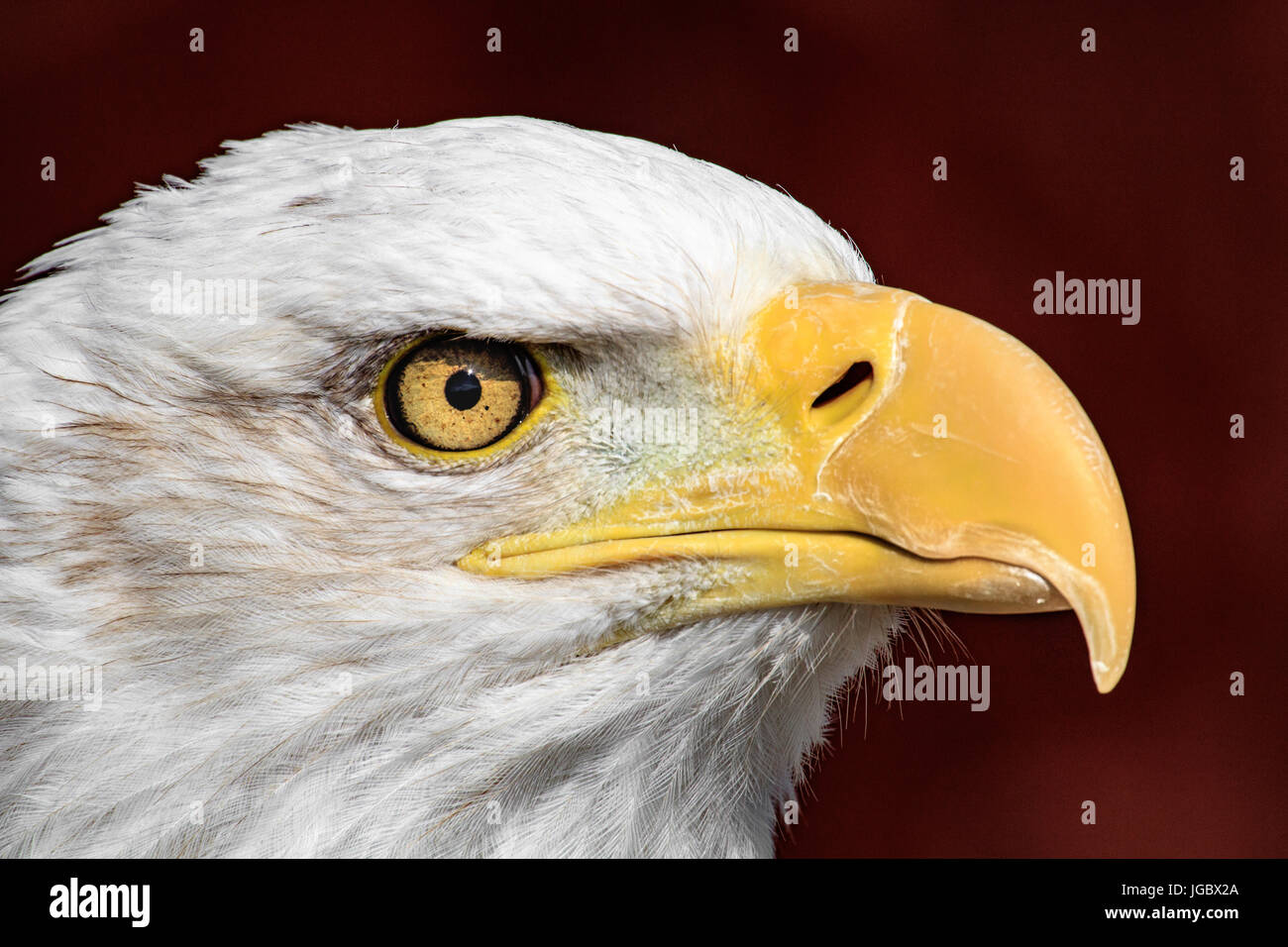 Bald Eagle Head Stock Photo