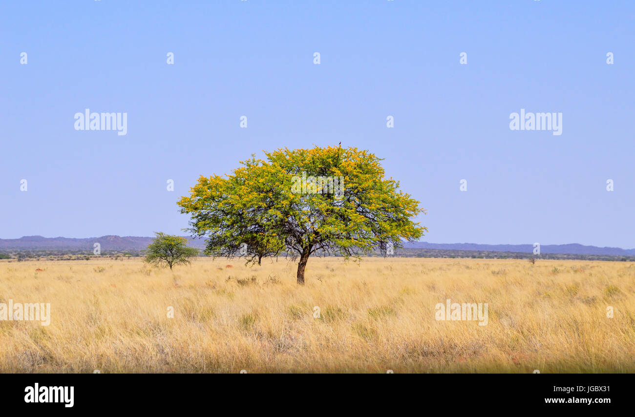 Camel Thorn tree in African savanna Stock Photo