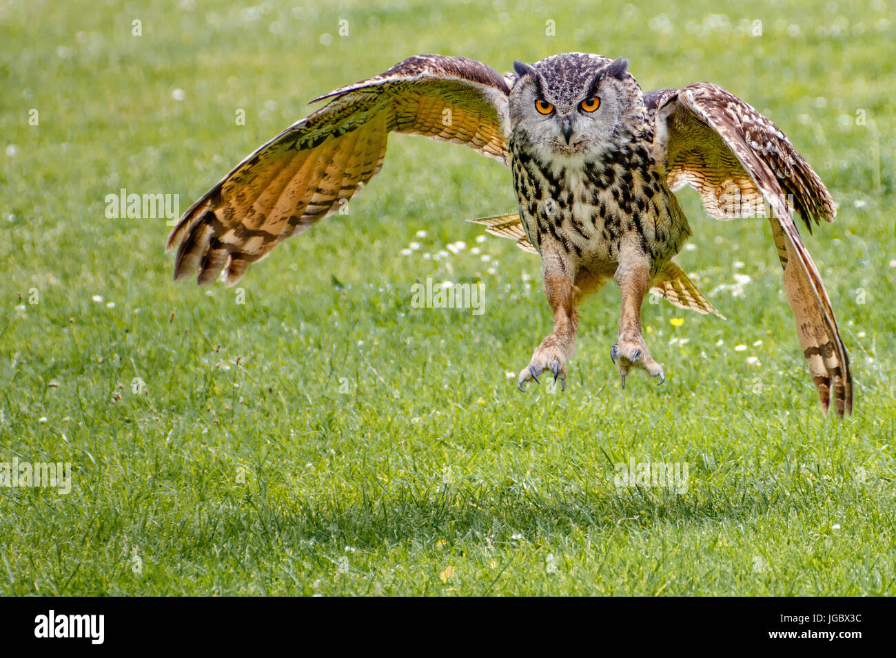 european eagle owl dancing Stock Photo Alamy
