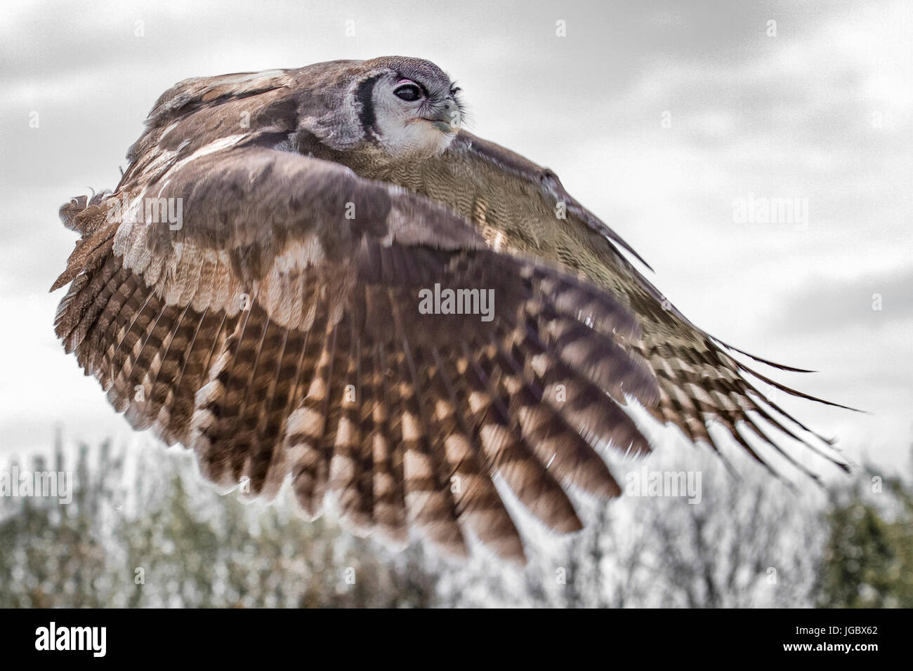 Verreauxs eagle-owl  flying Stock Photo