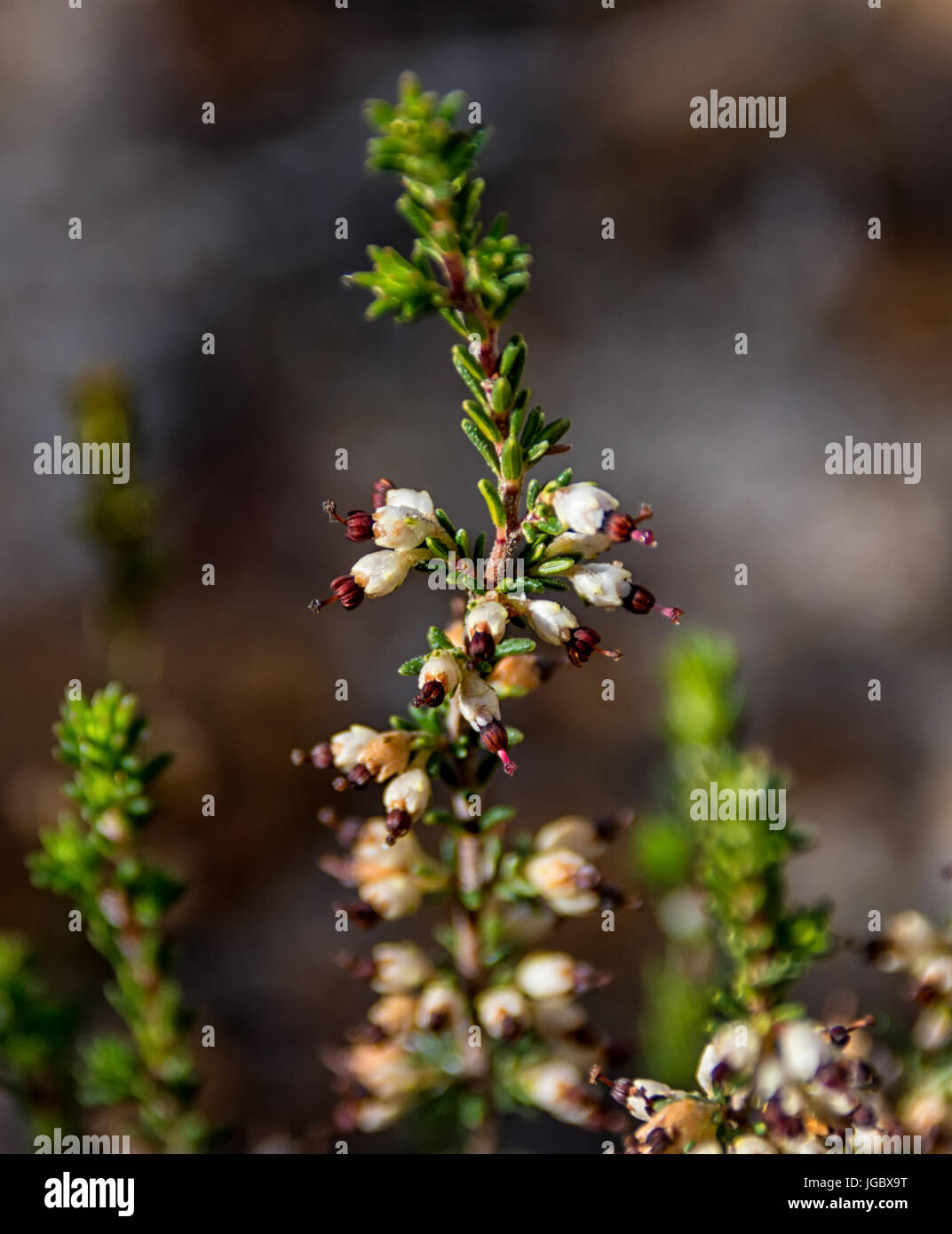 Erica calycina flowers in the Southern Cape, South Africa Stock Photo